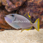 Blue Throat Triggerfish, Male (click for more detail)