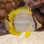 Spotfin Butterflyfish (click for more detail)