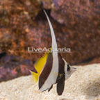 Heniochus Black and White Butterflyfish (click for more detail)
