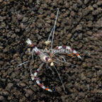 Coral Banded Shrimp (click for more detail)