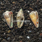 Halloween Hermit Crab (Trio) (click for more detail)
