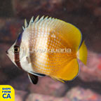 Orange Butterflyfish  (click for more detail)