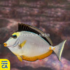 Naso Tang (click for more detail)