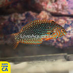 Ornate Leopard Wrasse EXPERT ONLY (click for more detail)