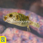 Freckled Dogface Puffer (click for more detail)