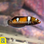 Formosa Wrasse, Juvenile (click for more detail)
