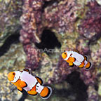 ORA® Captive-Bred Premium Snowflake Clownfish (Bonded Pair) (click for more detail)