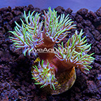 LiveAquaria® Ultra Duncan Coral (click for more detail)