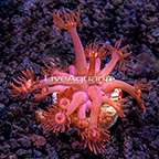 LiveAquaria® Red Goniopora Coral (click for more detail)