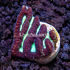 USA Cultured Ultra Lined Brain Coral (click for more detail)