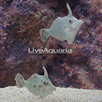 Bristletail Filefish (Bonded Pair) (click for more detail)