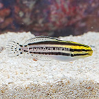 Striped Blenny (click for more detail)