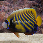 Emperor Angelfish, Adult (click for more detail)