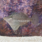 Fan-Bellied Filefish (click for more detail)