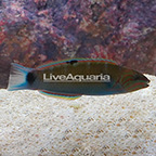 Lyretail Wrasse  (click for more detail)