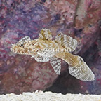Banded Flap-Head Goby (click for more detail)