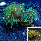 LiveAquaria® Cultured Torch Coral (click for more detail)