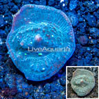 LiveAquaria® Cultured Ultra Chalice Coral (click for more detail)