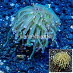 LiveAquaria® Cultured Torch Coral (click for more detail)