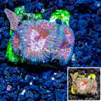 USA Cultured Goniastrea Coral (click for more detail)