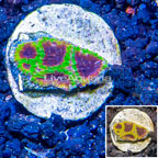 USA Cultured Wolverine Favia Coral (click for more detail)