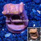 LiveAquaria® Cultured Blue Ridge Coral (click for more detail)