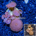 LiveAquaria® Cultured Protopalythoa Coral  (click for more detail)