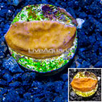 LiveAquaria® Cultured Leptoseris Coral (click for more detail)