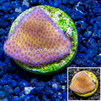 LiveAquaria® Cultured Montipora Coral (click for more detail)