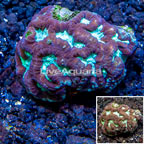 LiveAquaria® Cultured Favia Coral (click for more detail)