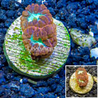 LiveAquaria® Cultured Blastomussa Coral (click for more detail)