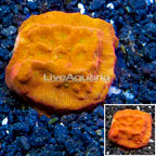 LiveAquaria® Cultured Leptoseris Coral (click for more detail)