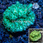 LiveAquaria® Cultured Hydnophora Coral (click for more detail)