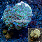 LiveAquaria® Cultured Hammer Coral (click for more detail)