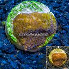 LiveAquaria® Cultured Leptoseris Coral (click for more detail)