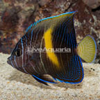 Maculosus Angelfish, Sub-Adult (click for more detail)