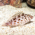 Spotted Pixie Hawkfish (click for more detail)
