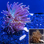 LiveAquaria® Cultured Torch Coral (click for more detail)