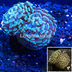 Hammer Coral Indonesia (click for more detail)