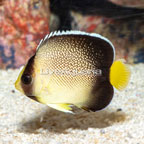 Cream Angelfish (click for more detail)
