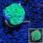 LiveAquaria® Hieroglyph Chalice Coral (click for more detail)