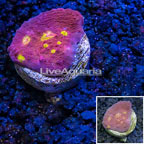 LiveAquaria® Ultra Chalice Coral (click for more detail)