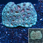 Dipsastraea Brain Coral Indonesia (click for more detail)