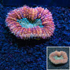 Lobophyllia Coral Indonesia (click for more detail)