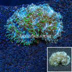 Elegance Coral Indonesia (click for more detail)
