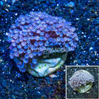 Goniopora Coral Indonesia (click for more detail)