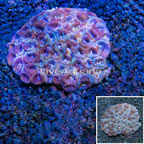 Dipsastraea Brain Coral Indonesia (click for more detail)