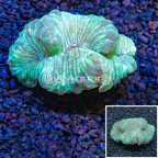 Fox Coral Indonesia (click for more detail)