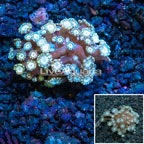 Alveopora Coral Indonesia (click for more detail)