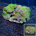 Green Star Polyp Vietnam (click for more detail)
